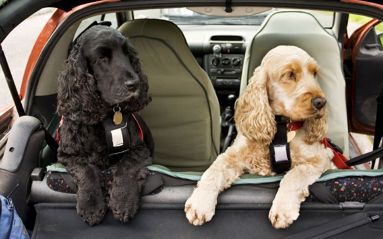 ¿Cómo viajar con su mascota en vacaciones? - viajar-perros-internet