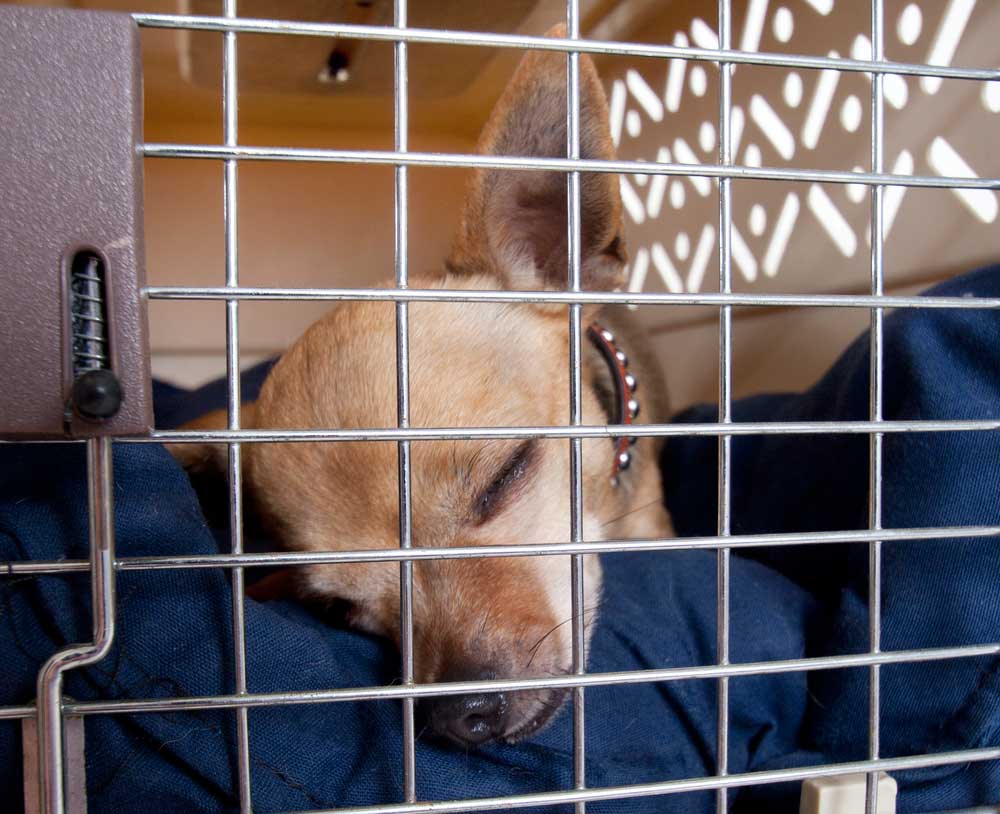 ¿Cómo viajar con su mascota en vacaciones? - viajar-perros-internet4