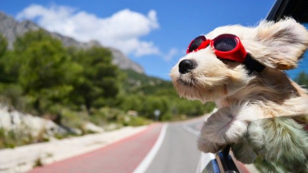 ¿Cómo viajar con su mascota en vacaciones?