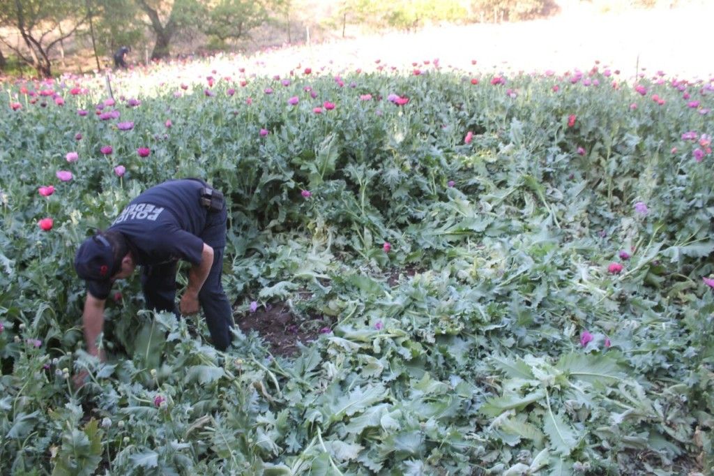 Policía Federal destruye millón y medio de amapolas en Chihuahua - 0f311d1fe2342dc27fa73b4e13a0eb4a-1024x682