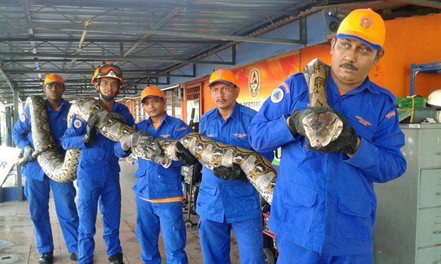 Encuentran serpiente de 8 metros de largo - 1280