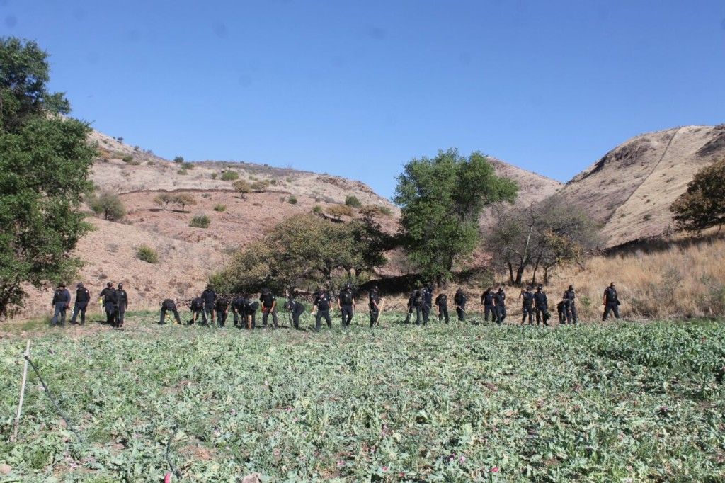 Policía Federal destruye millón y medio de amapolas en Chihuahua - 1724b0712b4e5fe0b8e3cc41c18df3ce-1-1024x682