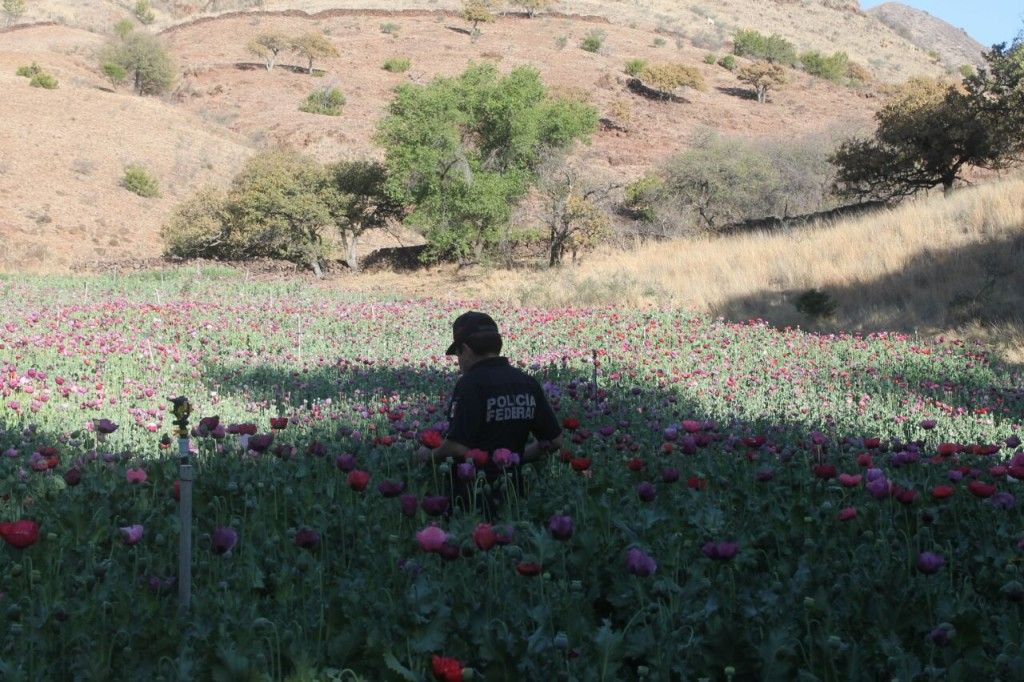 Policía Federal destruye millón y medio de amapolas en Chihuahua - 58be3f5610c5a86ea140b115238960f8-1024x682