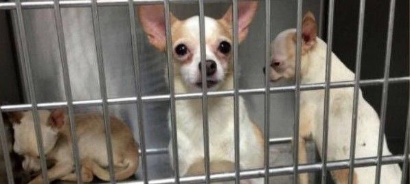 Rescatan 126 perros de un criadero clandestino en Nezahualcóyotl