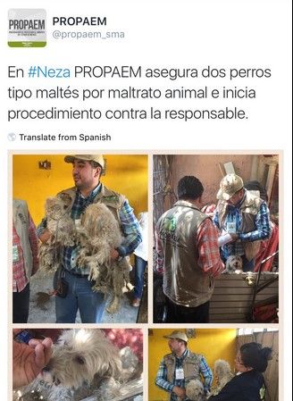 Rescatan 126 perros de un criadero clandestino en Nezahualcóyotl - @NEza_d