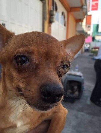 Rescatan 126 perros de un criadero clandestino en Nezahualcóyotl - @Neza1