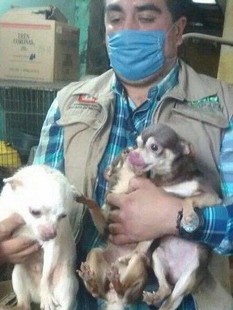 Rescatan 126 perros de un criadero clandestino en Nezahualcóyotl - @Neza2