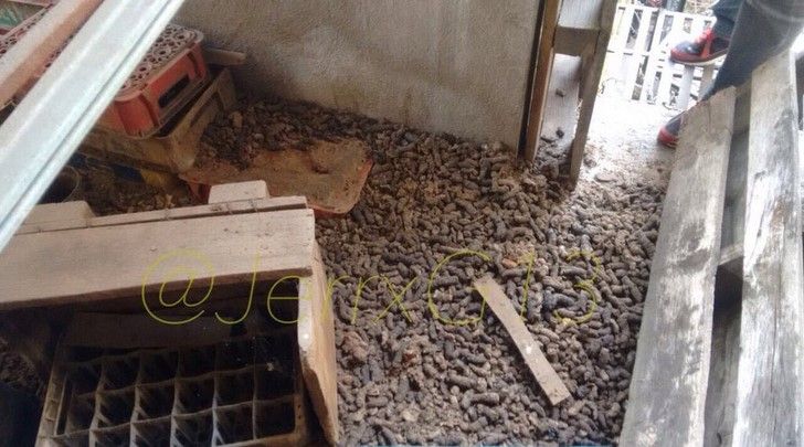 Rescatan 126 perros de un criadero clandestino en Nezahualcóyotl - @Neza_1