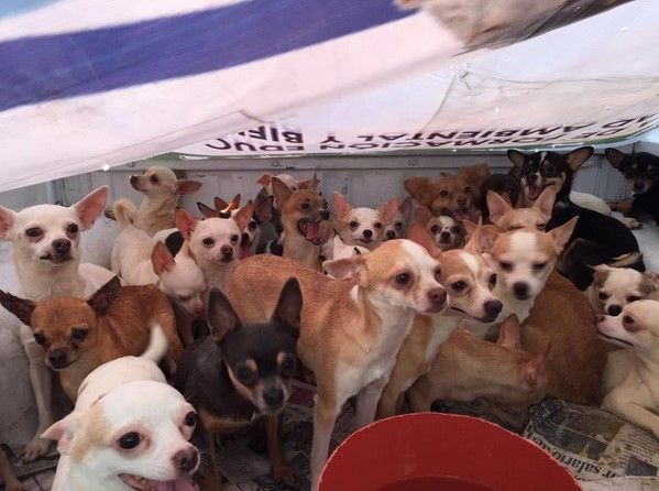 Rescatan 126 perros de un criadero clandestino en Nezahualcóyotl - @Nezahua