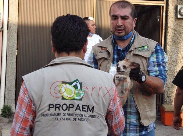 Rescatan 126 perros de un criadero clandestino en Nezahualcóyotl - @Nezahual