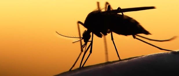 Nace bebé en Texas con microcefalia relacionada al Zika Nace bebé en Texas con microcefalia relacionada al Zika