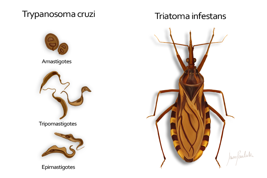 El Chagas, la enfermedad olvidada - Chagas-Chinche-Besucona-2