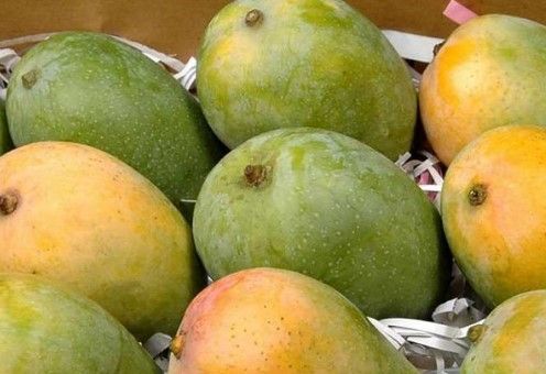 Los mejores mangos del mundo, según Bloomberg
