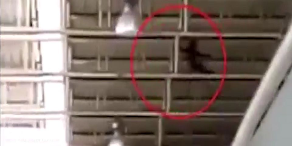 Video: mono desata persecución de 12 horas en un aeropuerto