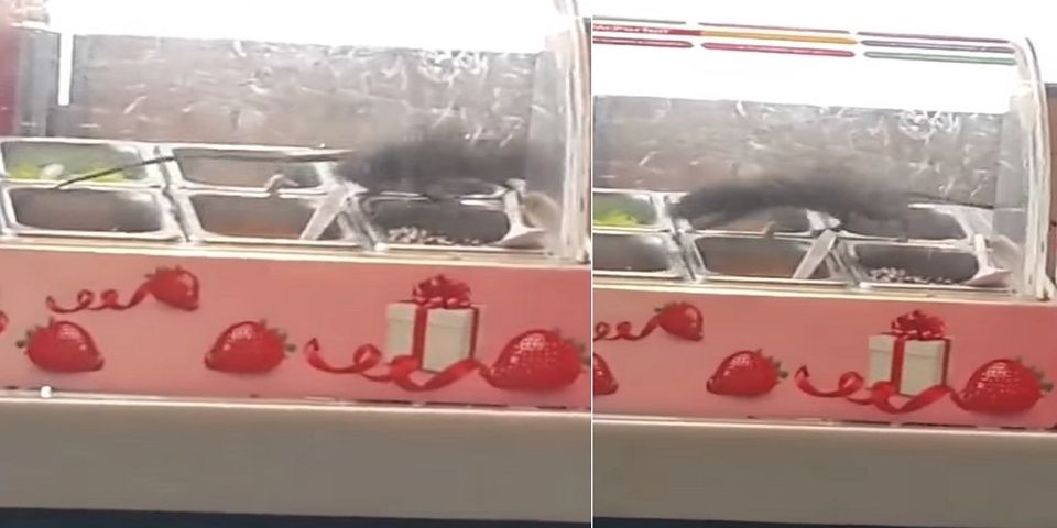 Video: aparece rata corriendo por barra de postres en Tailandia Video: aparece rata corriendo por barra de postres en Tailandia