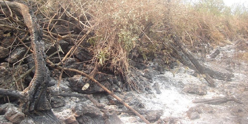 Profepa interpone denuncia por incendio en el Tepozteco