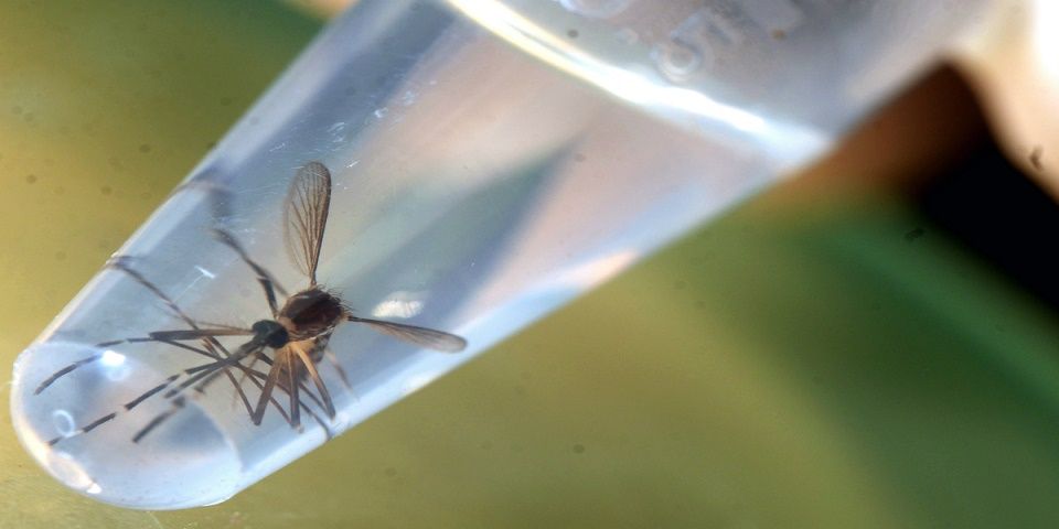 Suman 222 casos de infección por Zika en México: SSA