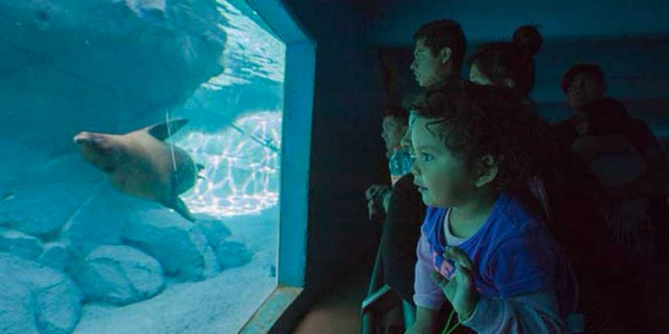 Zoológicos y bosques de la Ciudad de México listos para celebrar Día del Niño