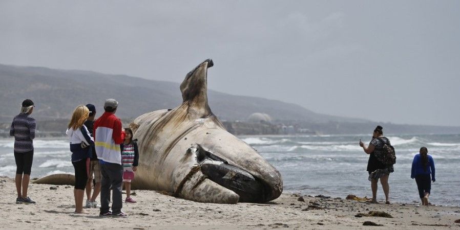 Encuentran ballena muerta en playa de California - ballena-california-AP