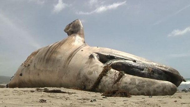 Encuentran ballena muerta en playa de California - ballena-california-Telegraph