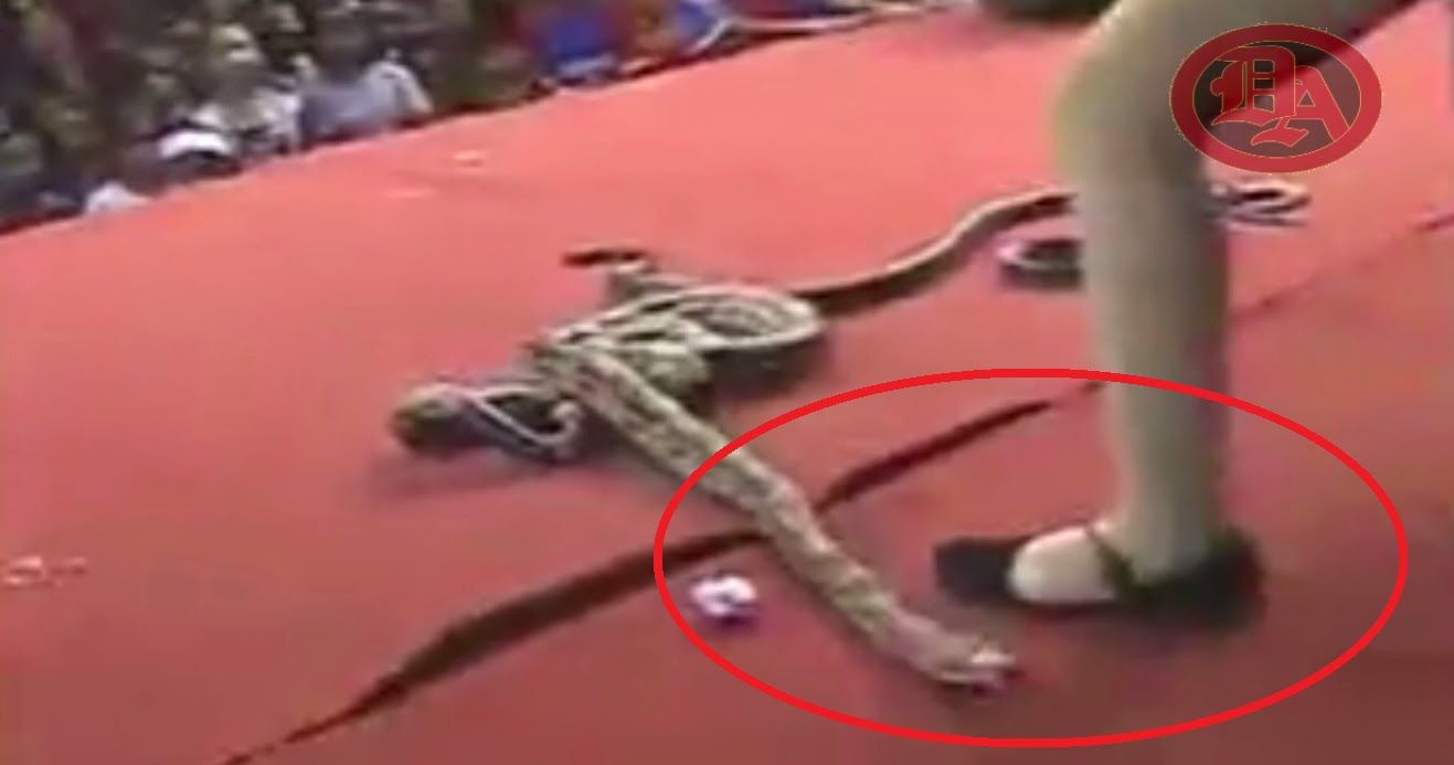 Muere estrella de pop indonesa, tras ser mordida por una cobra durante concierto - bule-buguini-aksi