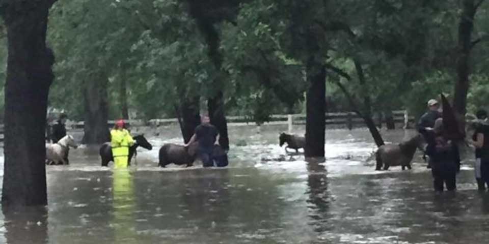 Rescatan a más de 70 caballos en inundaciones de Houston
