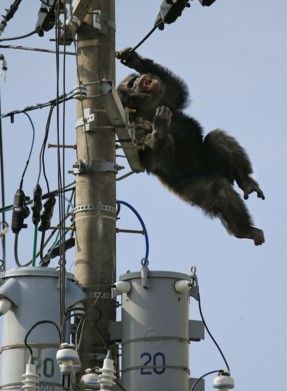 Video: chimpancé huyó de zoológico trepando los cables - chacha-japon-chimpance