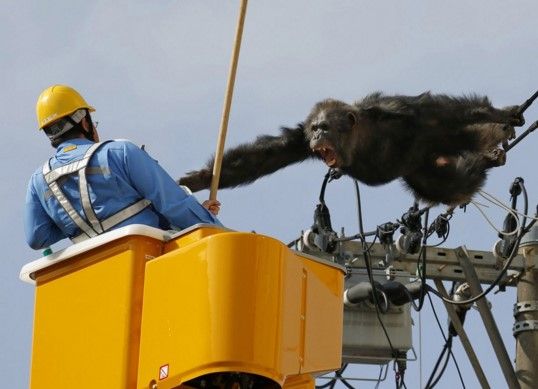 Video: chimpancé huyó de zoológico trepando los cables