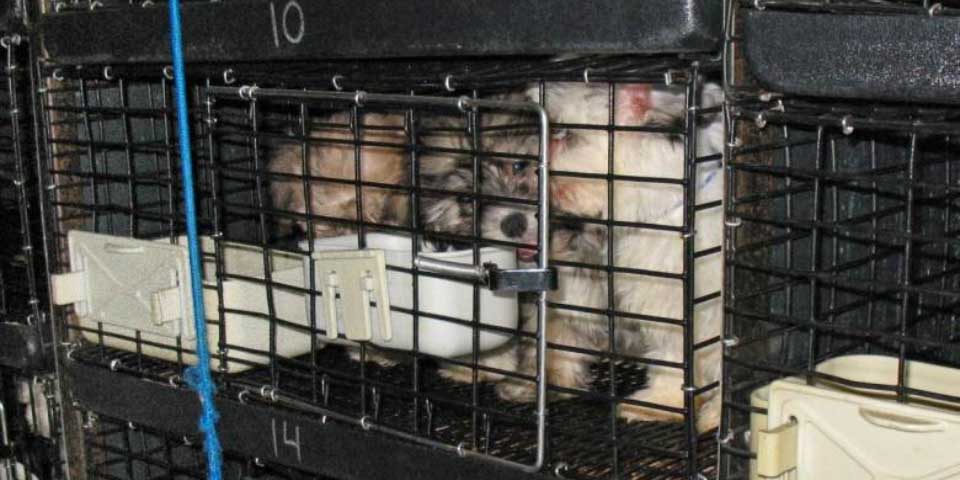 Encuentran 67 cachorros en camioneta detrás de tienda de mascotas