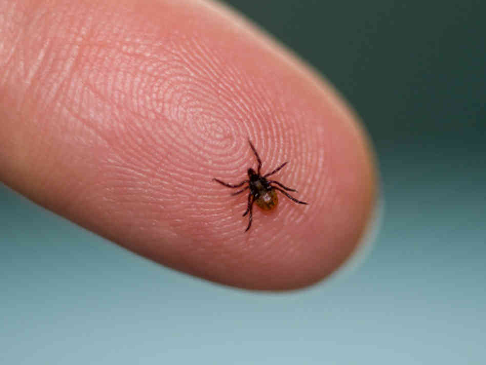 ¿Qué es la enfermedad de Lyme? - lyme