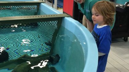 Niño de seis años renuncia a regalos por ayudar a tortugas - nino-tortugas-2