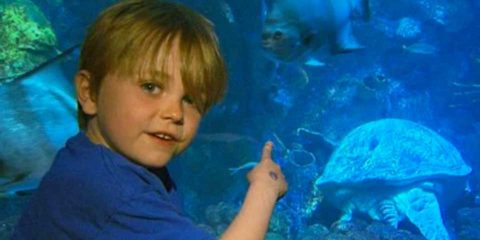 Niño de seis años renuncia a regalos por ayudar a tortugas