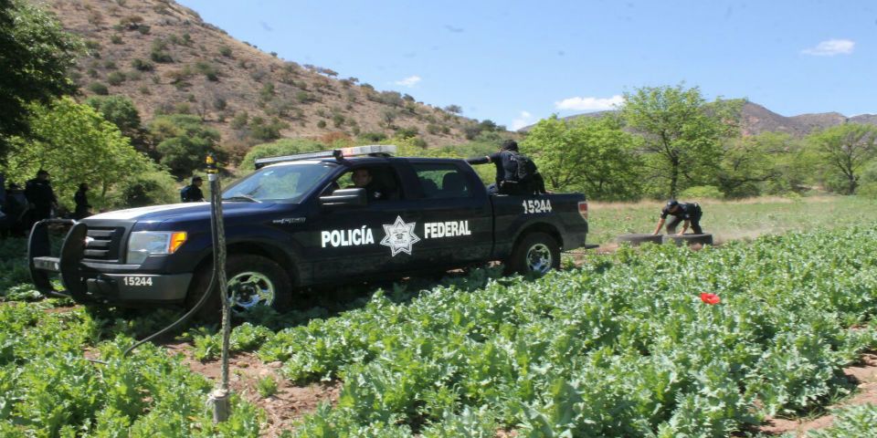Federales destruyen plantío de amapola en el Estado de México - plantio-amapola-chihuahua