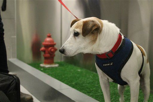 Aeropuerto JFK de Nueva York estrena sanitario para mascotas - sanitario-mascotas-1