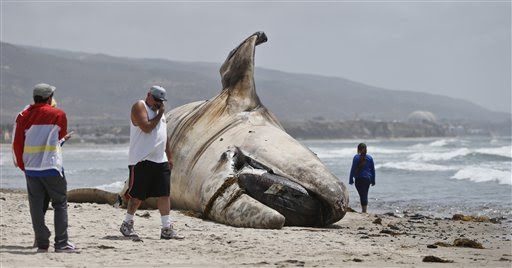 Encuentran ballena muerta en playa de California