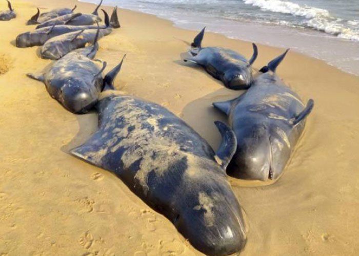 Mueren 24 ballenas en Baja California - Ballenas-Google