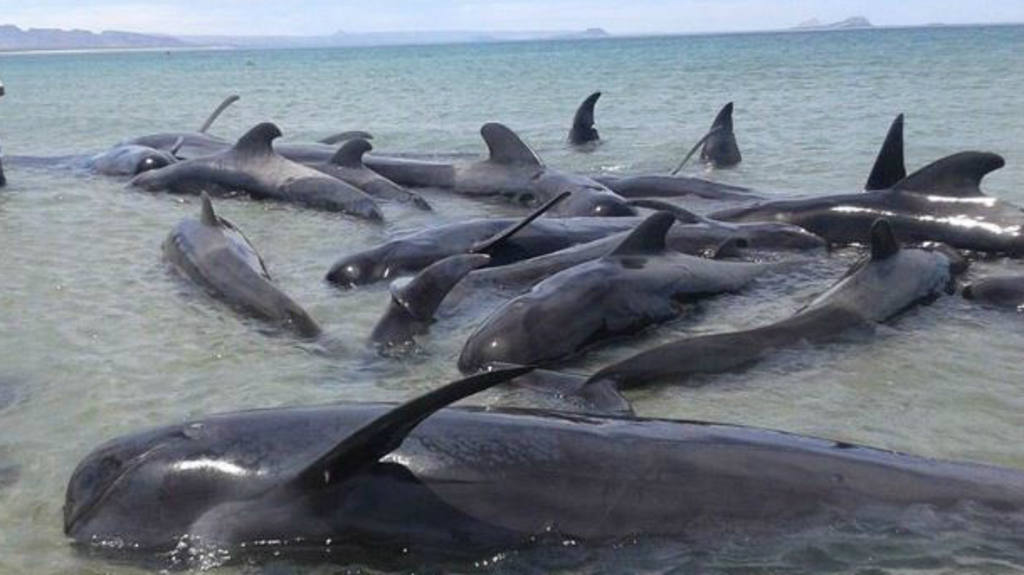 Mueren 24 ballenas en Baja California
