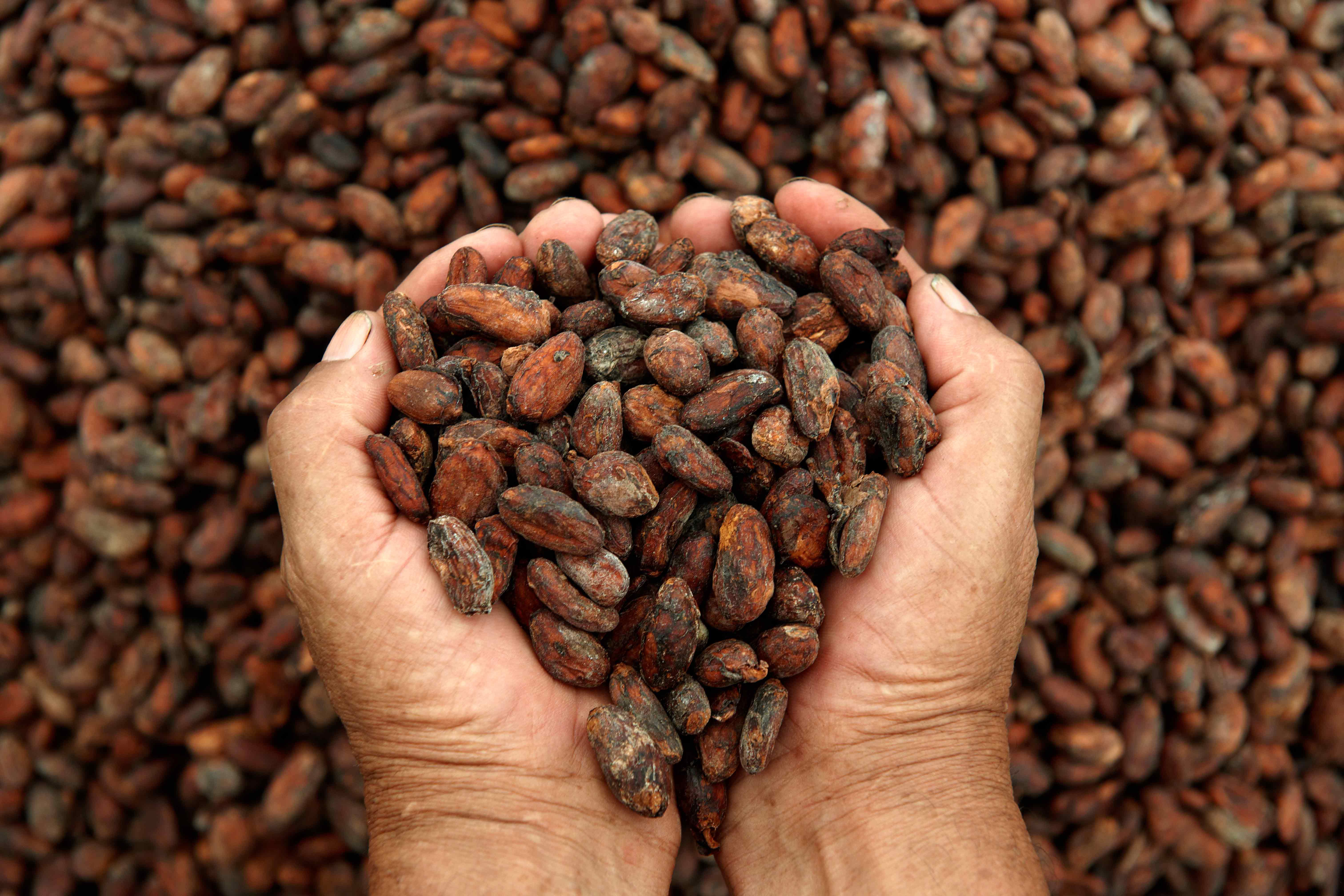 Beneficios del cacao para nuestro cuerpo Beneficios del cacao para nuestro cuerpo