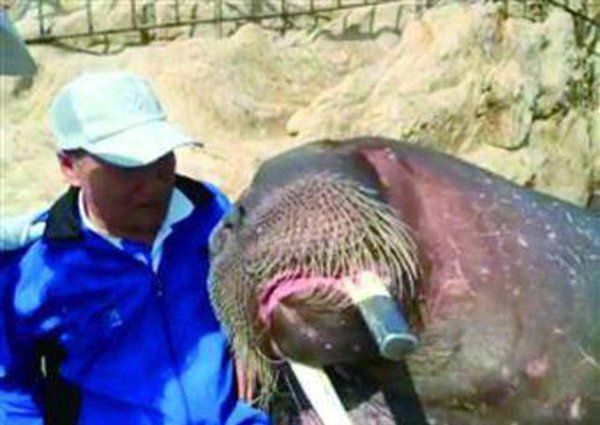 Morsa ahoga a hombre que buscaba selfie con ella