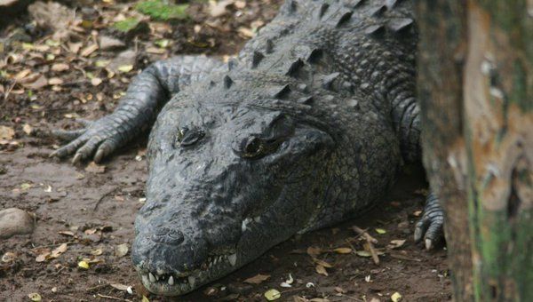 Temen proliferación de cocodrilos del Nilo en Miami