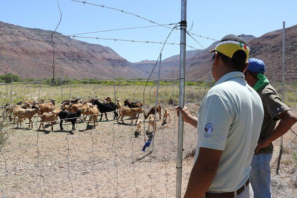 Retiran cabras invasoras de isla de Baja California Sur - CjubQgzXIAIZAoX