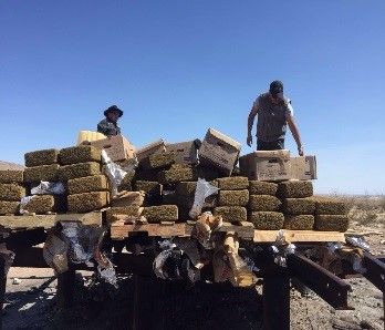 Incineran más de 800 kilos de drogas en Baja California - FOTO-1