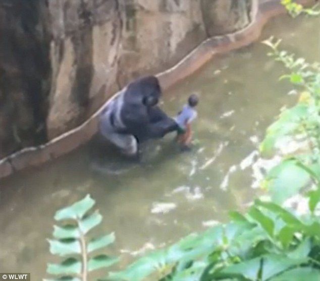 Video: sacrifican a gorila para salvar a niño en zoológico de EE.UU. - Gorila-WLWT2