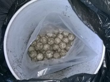 Policía Federal decomisa seis mil huevos de tortuga en Chiapas