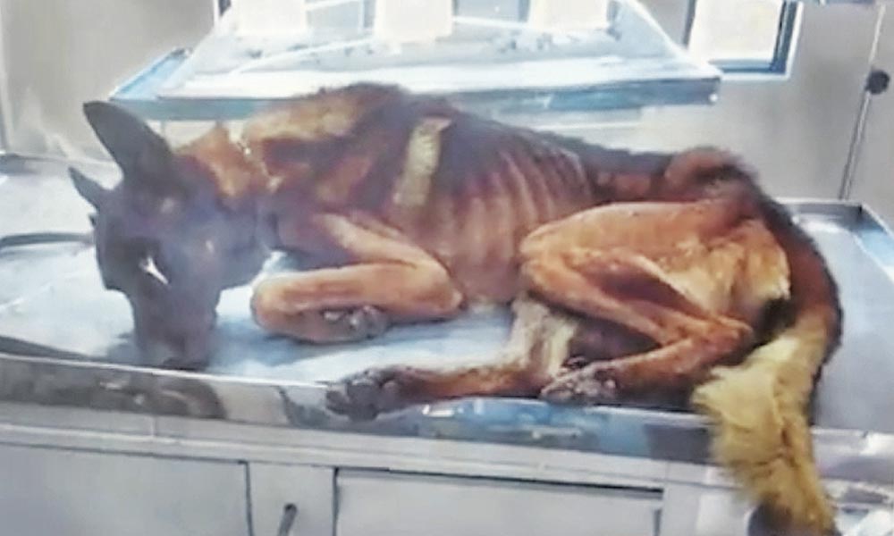 Dos perros policía en desnutrición por alimento barato en Silao - Perro-policia-AM