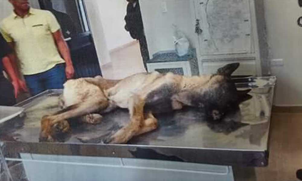Dos perros policía en desnutrición por alimento barato en Silao - Perro-policia-AM2