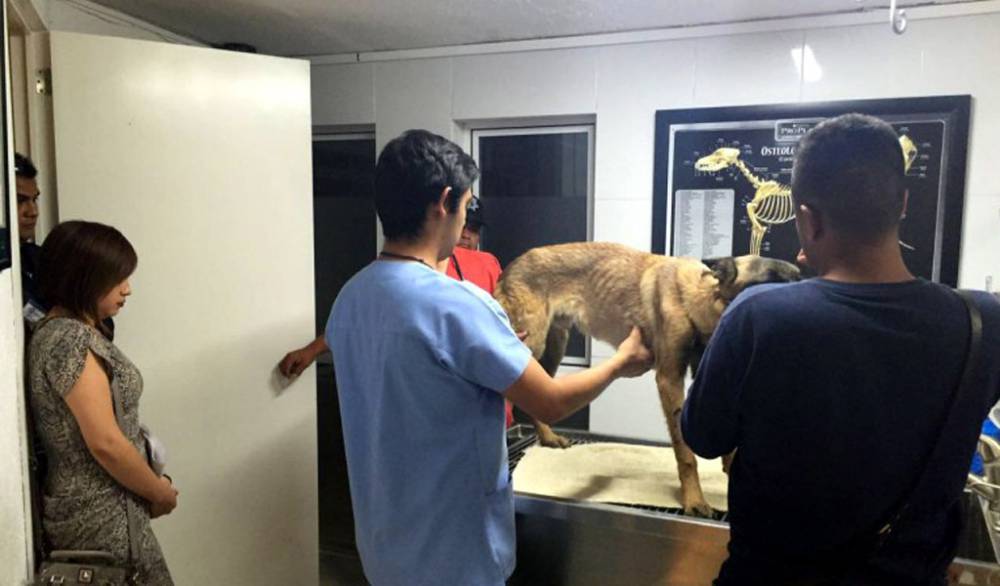 Dos perros policía en desnutrición por alimento barato en Silao - Perro-policia-NTR-Zac