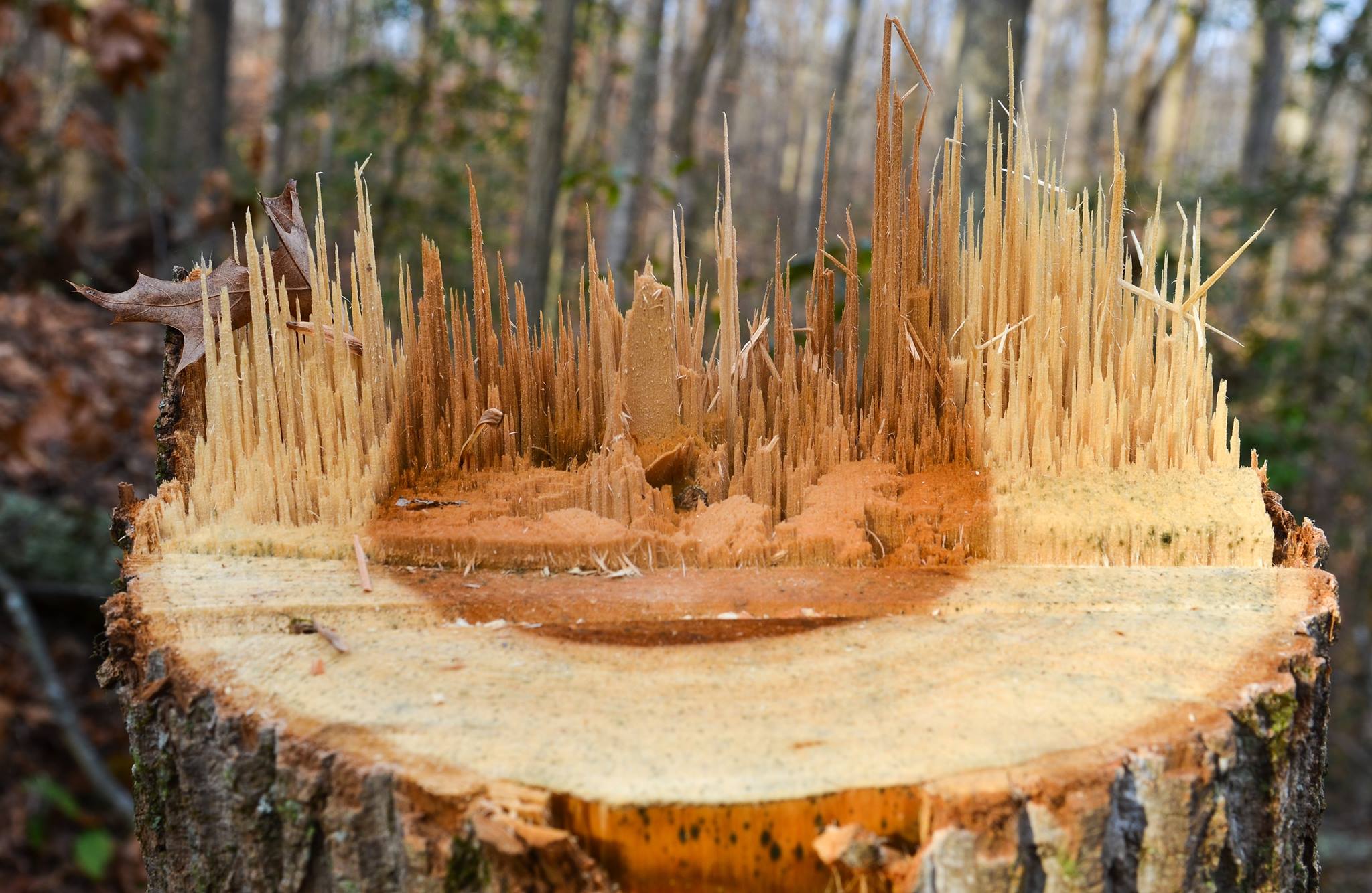 Se talan más de 6 mil árboles al año en la Ciudad de México Se talan más de 6 mil árboles al año en la Ciudad de México