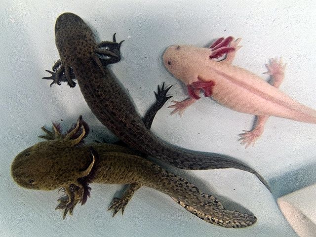 Nueve especies mexicanas en peligro de extinción - ajolote