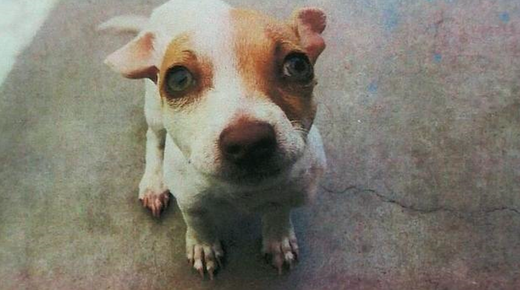 Policía realiza antidoping a mascota y resulta positivo